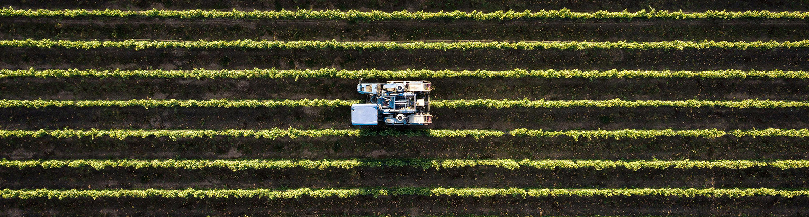 Your International <br />Taste Partner